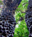 Jabuticaba Fresca Thumbnail
