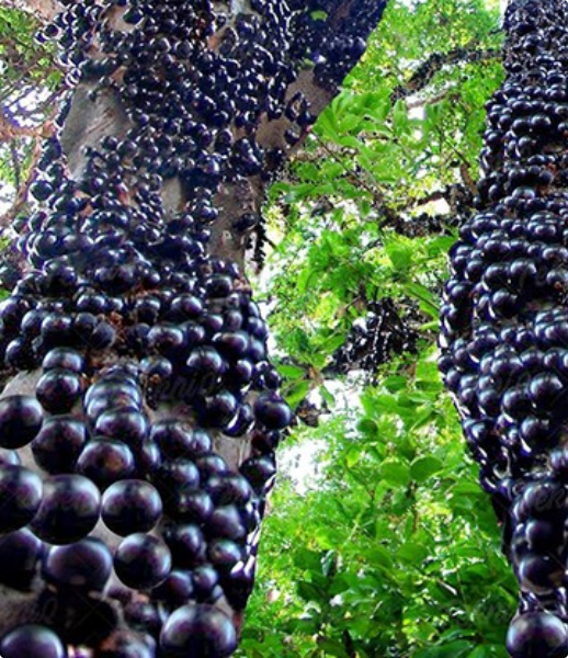 Jabuticaba Fresca