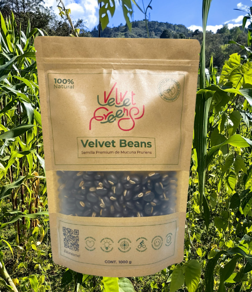 Frijol Terciopelo